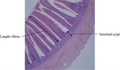 Lactobacillus plantarum GX17 benefits growth performance and improves functions of intestinal barrier/intestinal flora among yellow-feathered broilers